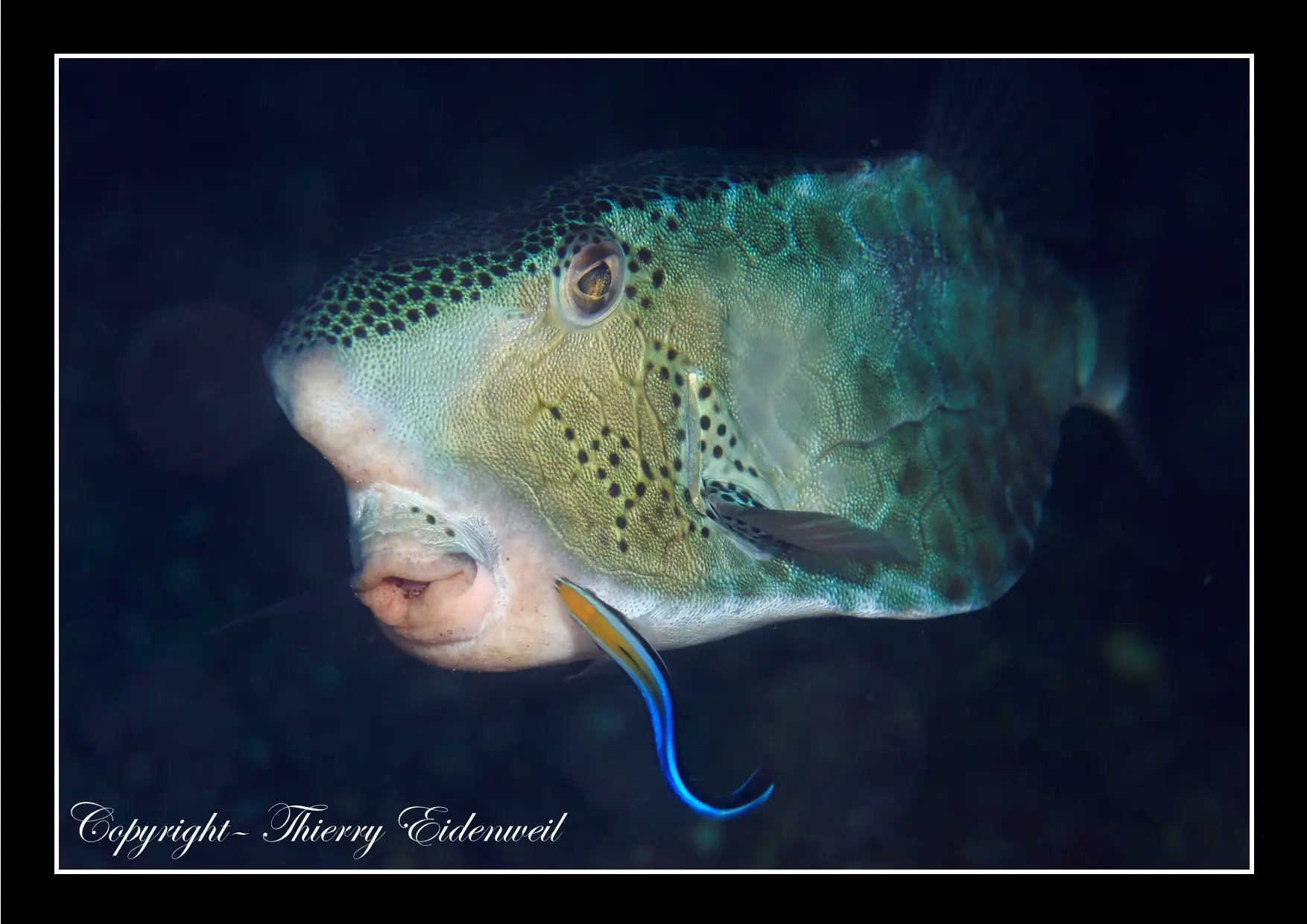 Anilao Macro Dive Media Highlight